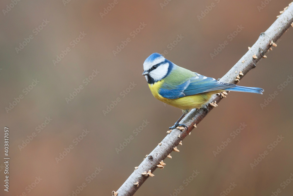 Pimpelmees, Blue Tit, Cyanistes caeruleus caeruleus Pimpelmees, Blue Tit, Cyanistes caeruleus caeruleus