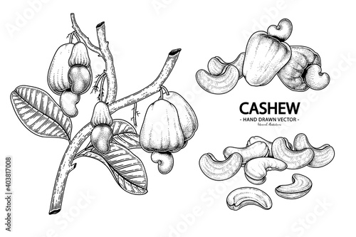 Set of cashew fruit hand drawn elements botanical illustration