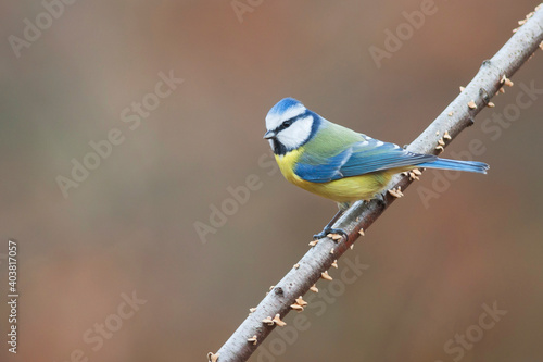 Pimpelmees, Blue Tit, Cyanistes caeruleus caeruleus