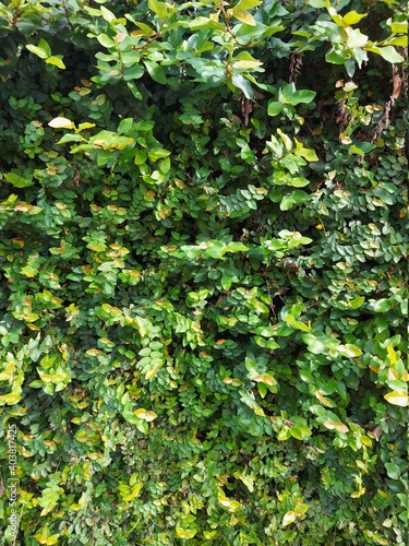 Wallpaper Mural green leaves background Torontodigital.ca