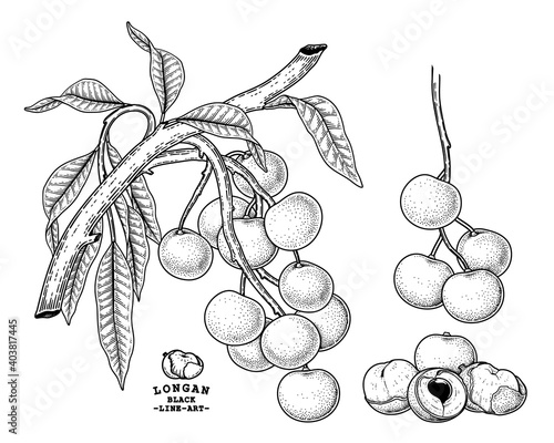 Set of Dimocarpus longan fruit hand drawn elements botanical illustration