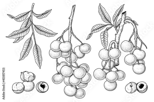Set of Dimocarpus longan fruit hand drawn elements botanical illustration photo