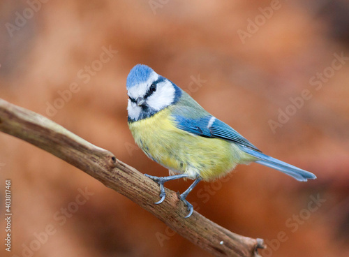 Pimpelmees, Blue Tit, Cyanistes caeruleus caeruleus © AGAMI