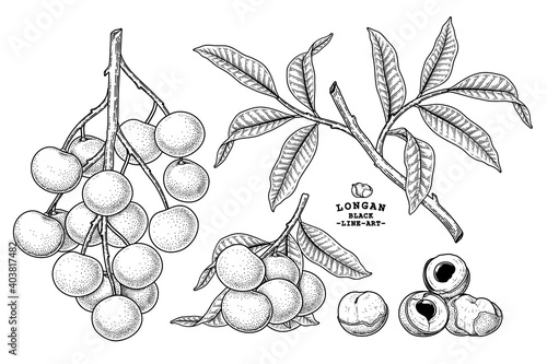 Set of Dimocarpus longan fruit hand drawn elements botanical illustration photo