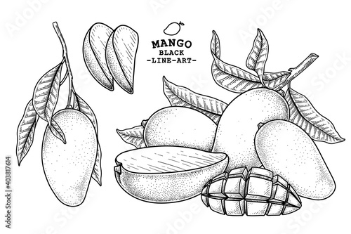 Set of mango fruit hand drawn elements botanical illustration