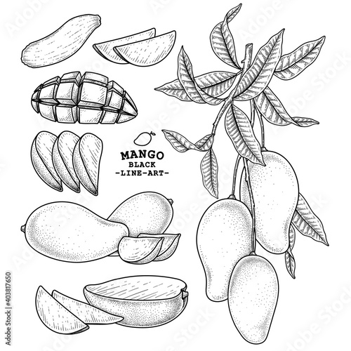 Set of mango fruit hand drawn elements botanical illustration