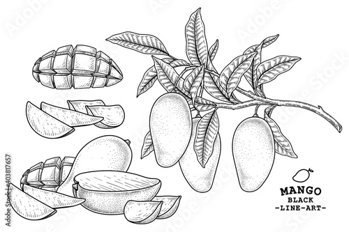 Set of mango fruit hand drawn elements botanical illustration