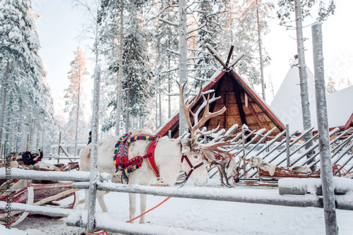 Bild auf Leinwand Deer with sledge in winter forest in Rovaniemi, Lapland, Finland