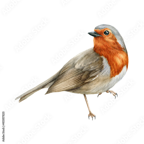 Canvas Print Robin bird watercolor illustration