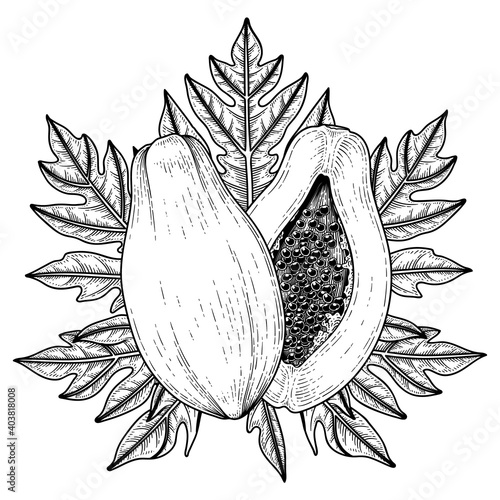 Set of papaya fruit hand drawn elements botanical illustration