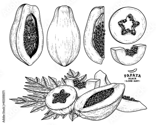 Set of papaya fruit hand drawn elements botanical illustration
