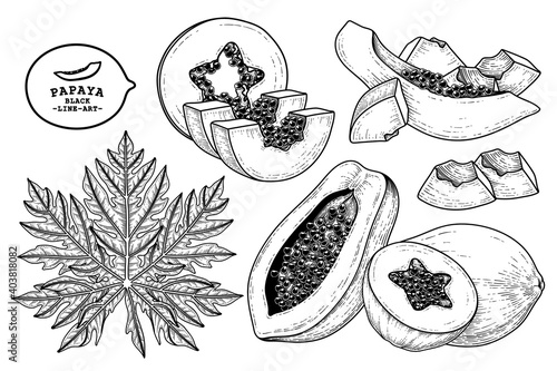 Set of papaya fruit hand drawn elements botanical illustration