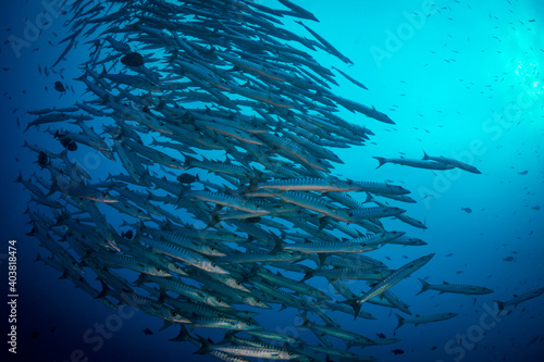 Schooling group of barracuda over coral reef in Papua New Guinea