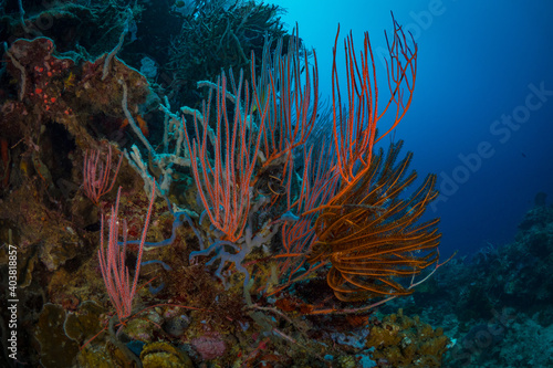 Bright colorful gorgonian sea fans on coral reef