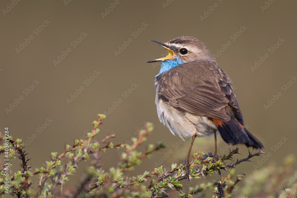 Obraz premium Roodsterblauwborst, Red-spotted Bluethroat, Cyanecula svecica saturatior