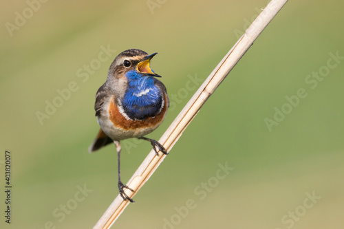 Blauwborst, White-spotted Bluethroat, Cyanecula svecica cyanecula photo