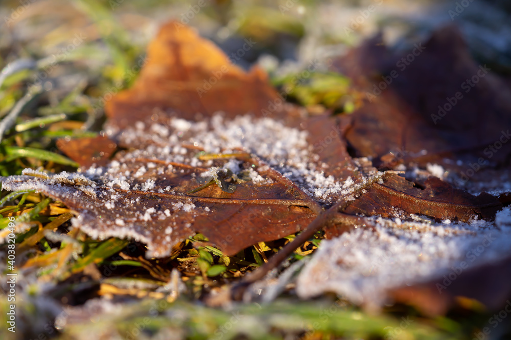 Autumn leaves on the ground Autumn leaves on the ground