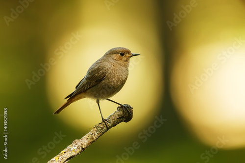 male black redstart (Phoenicurus ochruros) with nice back light