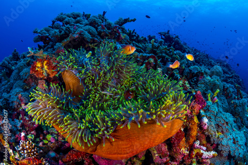 Anemone clownfish swimming above coral reef in Papua New Guinea