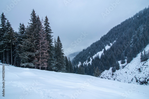 Amazing winter landscape in a snowy pine forest wide shot