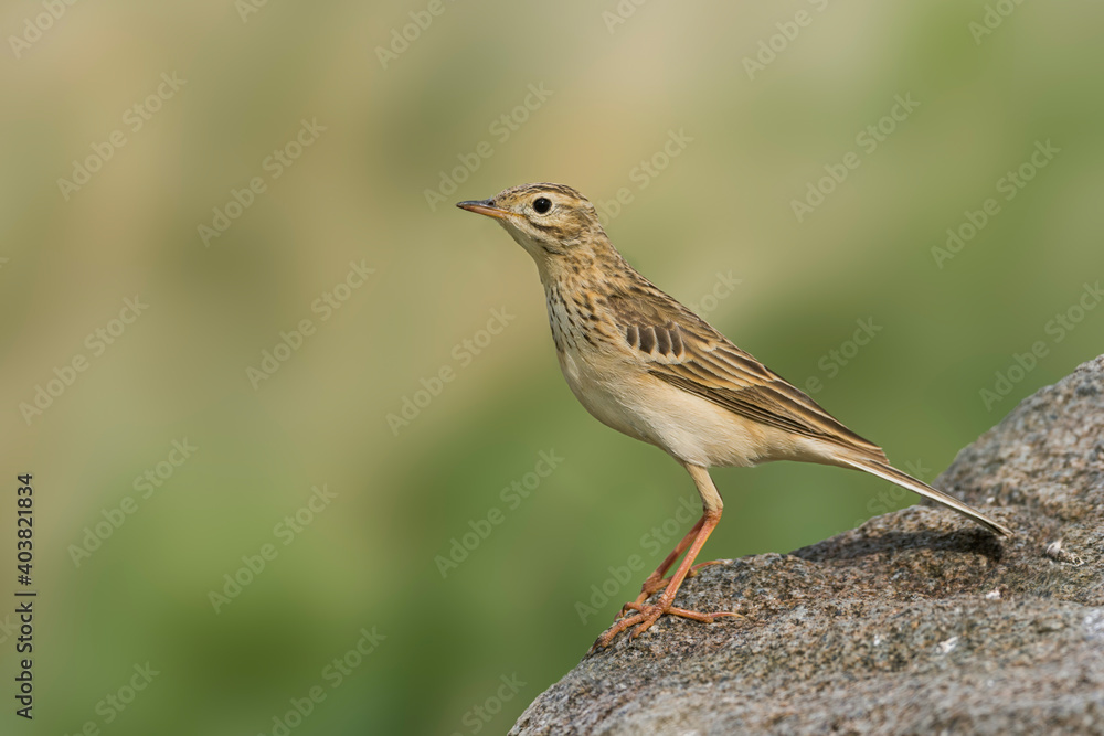 Mongoolse Pieper, Blyth's Pipit, Anthus godlewskii Mongoolse Pieper, Blyth's Pipit, Anthus godlewskii