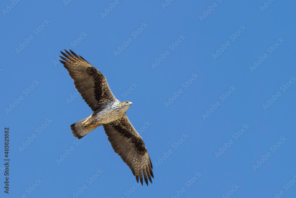 Fototapeta premium Bonelli's Eagle, Havikarend, Aquila fasciata