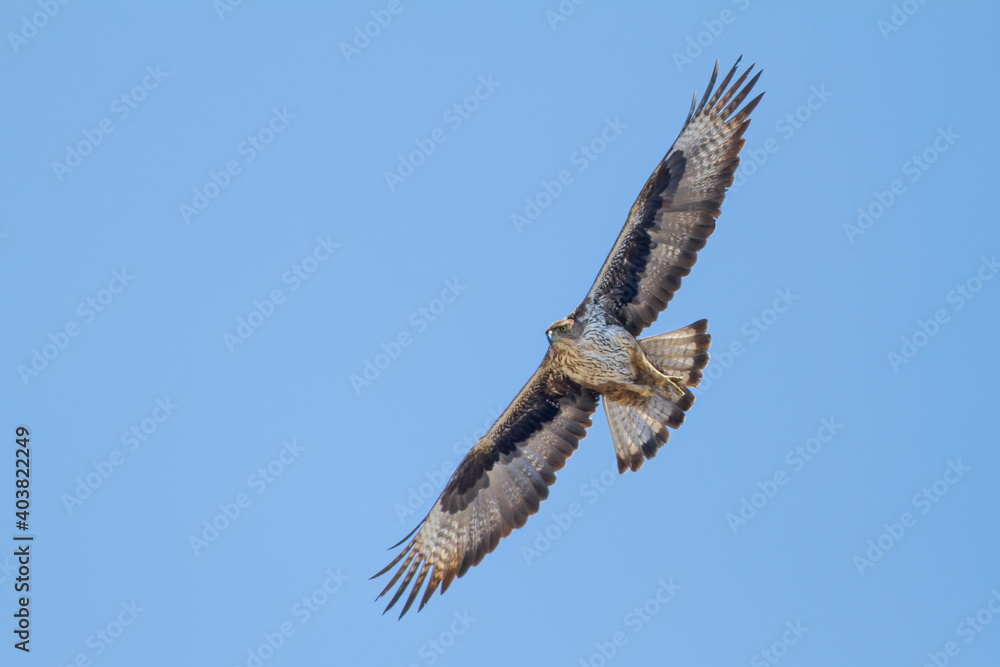 Fototapeta premium Bonelli's Eagle, Havikarend, Aquila fasciata