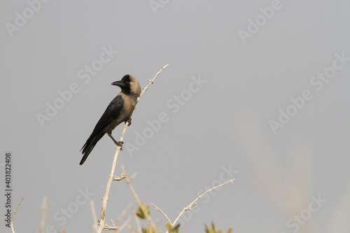 Huiskraai, House Crow, Corvus splendens photo