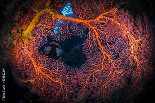 Female Scuba diver swimming on coral reef in Papua New Guinea