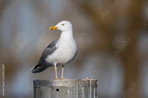 Pontische Meeuw, Caspian Gull, Larus cachinnans photo