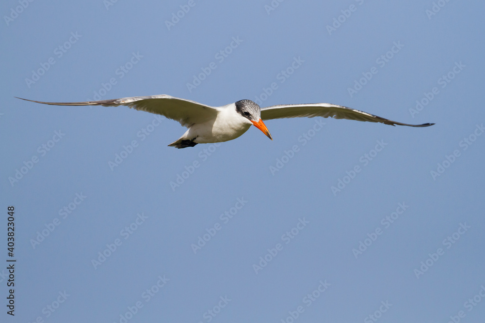 Obraz premium Reuzenstern, Caspian Tern, Hydroprogne caspia