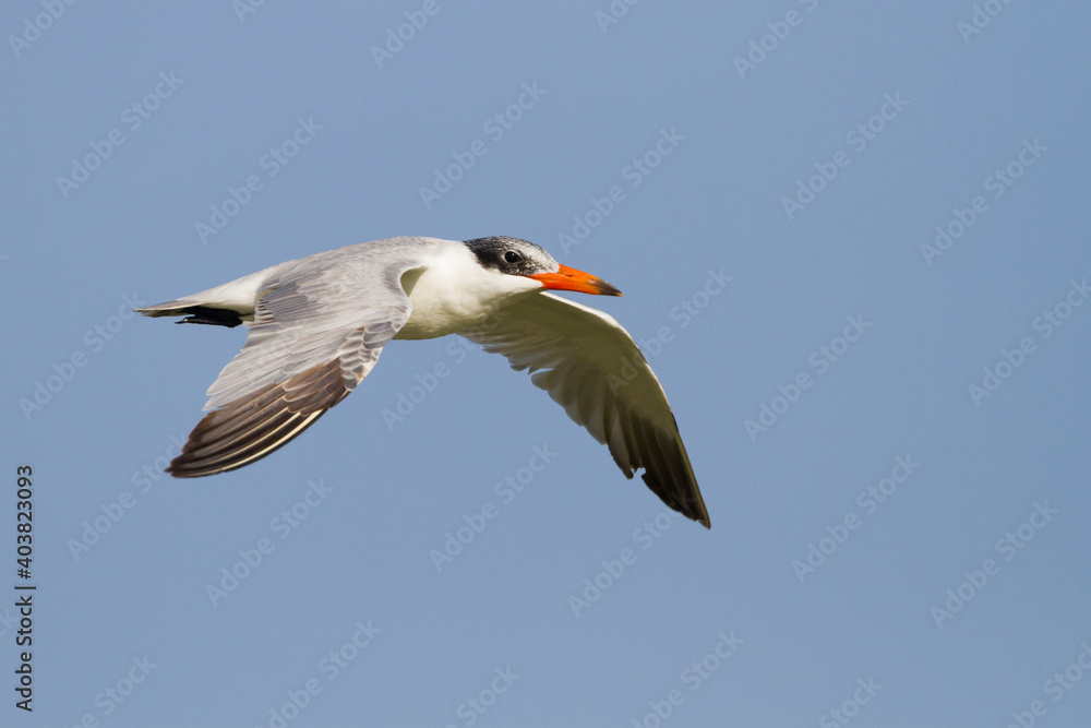 Reuzenstern; Caspian Tern; Sterna caspia Reuzenstern; Caspian Tern; Sterna caspia
