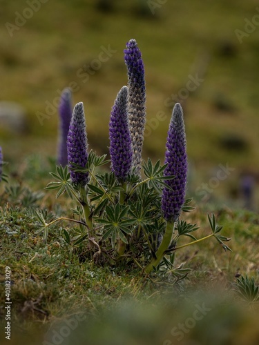 Closeup macro of andean lupin Lupinus Weberbaueri in Cordillera Huayhuash andes mountains Ancash Peru South America photo