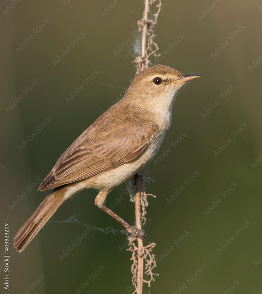 Obraz premium Kleine Spotvogel, Booted Warbler, Iduna caligata