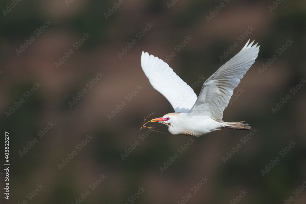Koereiger, Cattle Egret, Bubulcus ibis Koereiger, Cattle Egret, Bubulcus ibis