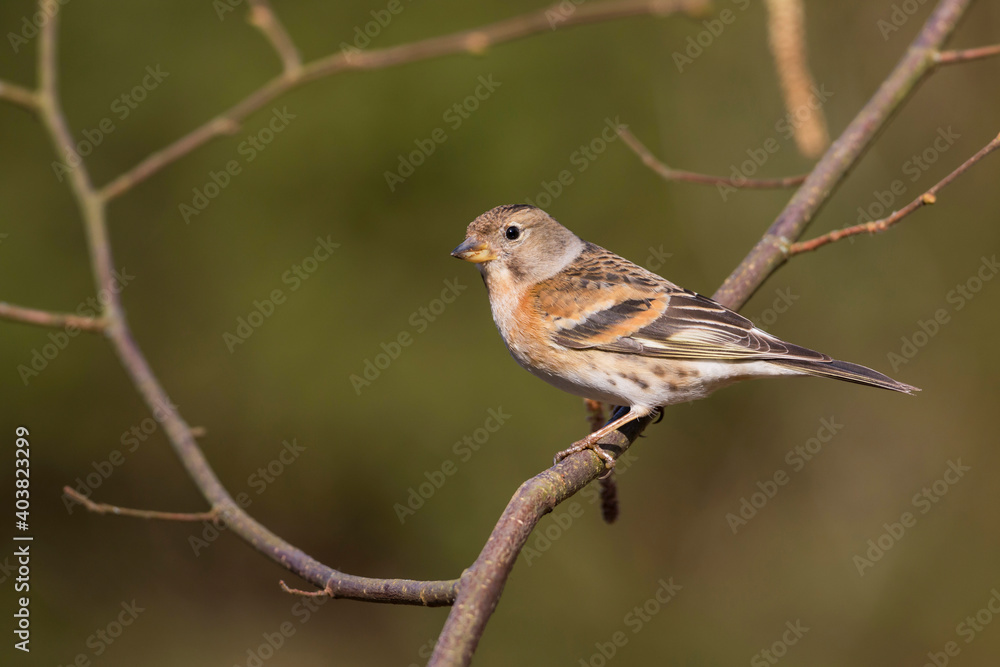 Keep, Brambling, Fringilla montifringilla Keep, Brambling, Fringilla montifringilla