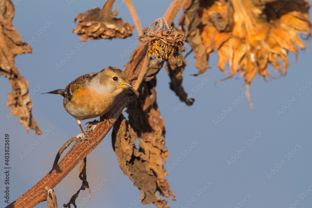 Naklejka premium Keep, Brambling, Fringilla montifringilla