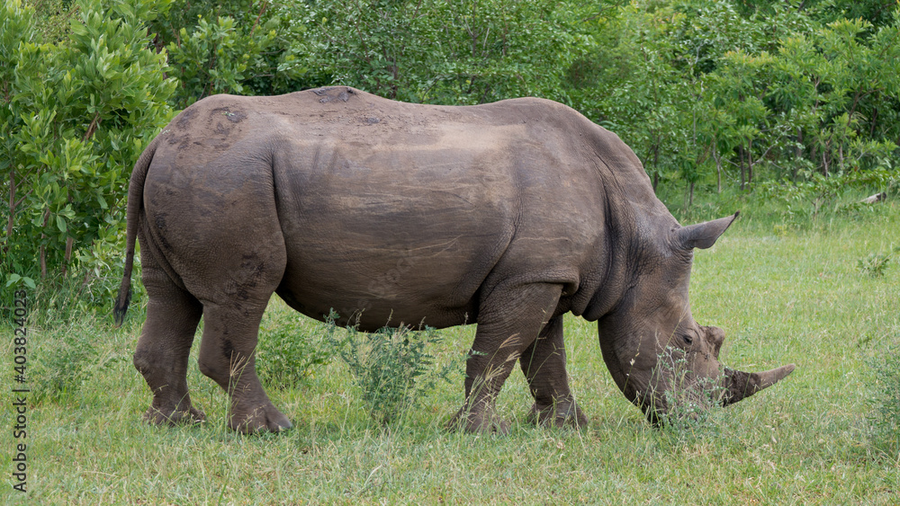 Obraz premium Nashorn (Breitmaulnashorn) in der Wildnis auf einer Safari in Sambia - Afrika