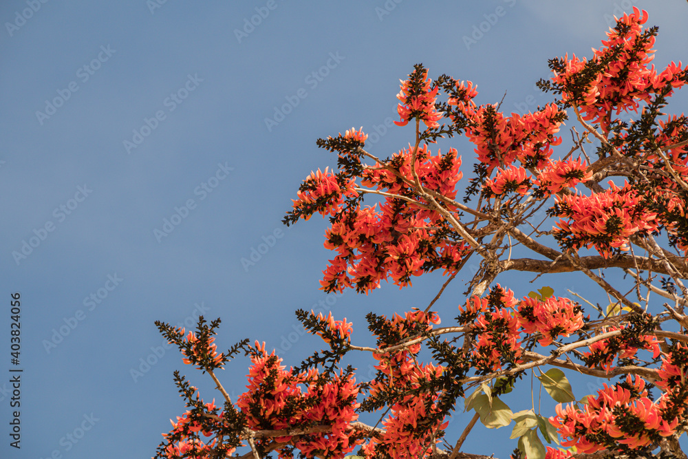 Beautiful Bastard Teak flower in blue sky background.(Butea monosperma)Common names include flame-of-the-forest,parrot tree or palash flower. Beautiful Bastard Teak flower in blue sky background.(Butea monosperma)Common names include flame-of-the-forest,parrot tree or palash flower.