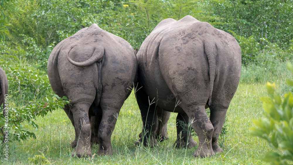 Fototapeta premium Zwei Nashörner (Breitmaulnashörner) in der Wildnis von hinten auf einer Safari in Sambia - Afrika