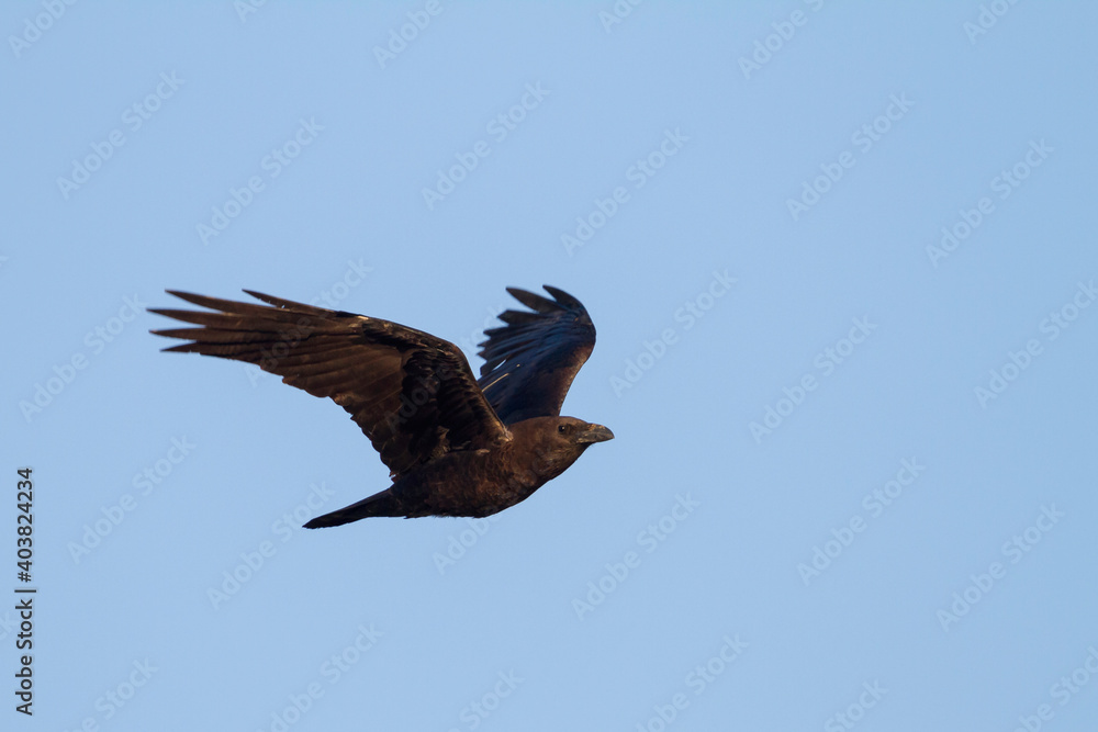 Obraz premium Bruinnekraaf, Brown-necked Raven, Corvus ruficollis