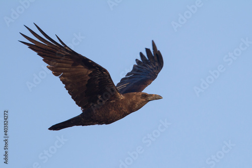 Bruinnekraaf, Brown-necked Raven, Corvus ruficollis © AGAMI