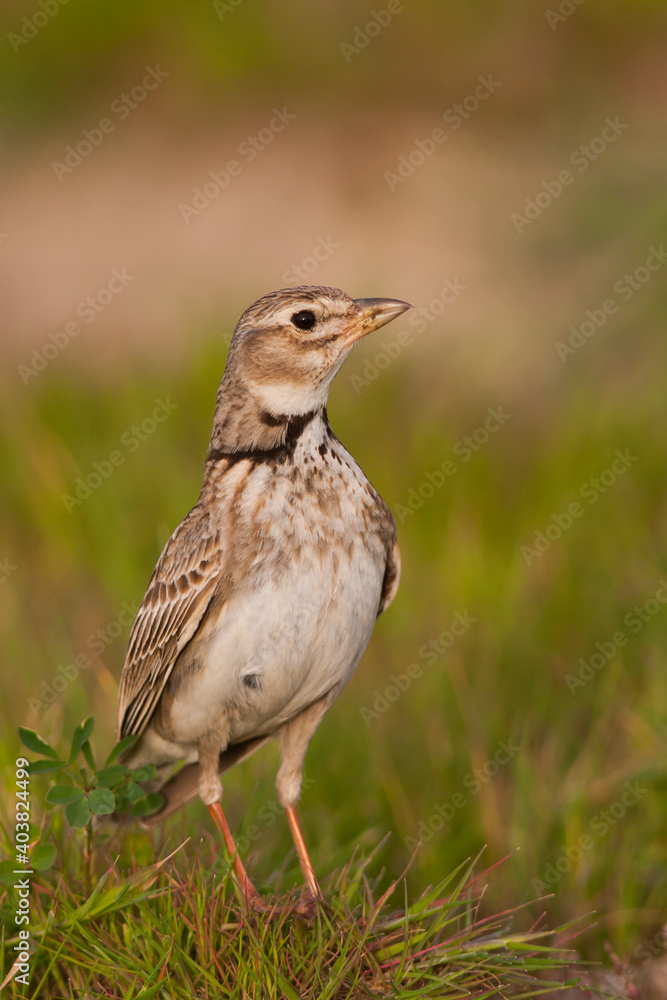 Kalanderleeuwerik, Calandra Lark, Melanocorypha calandra hebraica Kalanderleeuwerik, Calandra Lark, Melanocorypha calandra hebraica