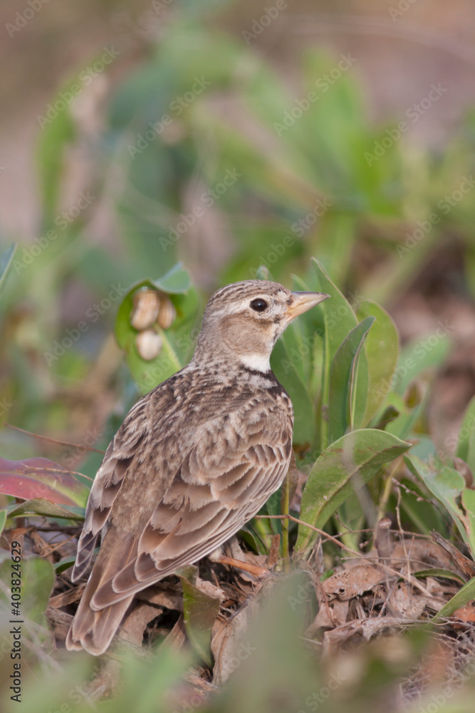 Kalanderleeuwerik, Calandra Lark, Melanocorypha calandra hebraica Kalanderleeuwerik, Calandra Lark, Melanocorypha calandra hebraica