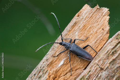 Heldenbok, Great Capricorn Beetle, Cerambyx cerdo
