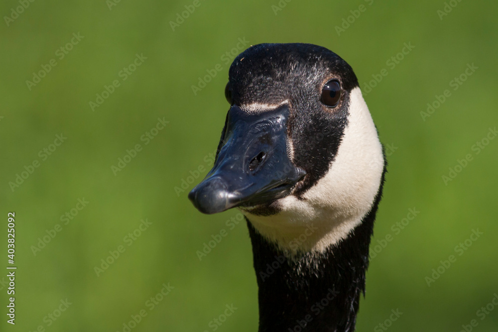 Grote Canadese Gans, Greater Canada Goose, Branta canadensis canadensis Grote Canadese Gans, Greater Canada Goose, Branta canadensis canadensis
