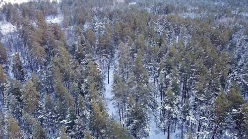 slow movement, aerial drone flight view through snowy winter pine forest, coniferous tree branches and trunks covered with snow, during sunset in park, Samara, Russia, selective focus