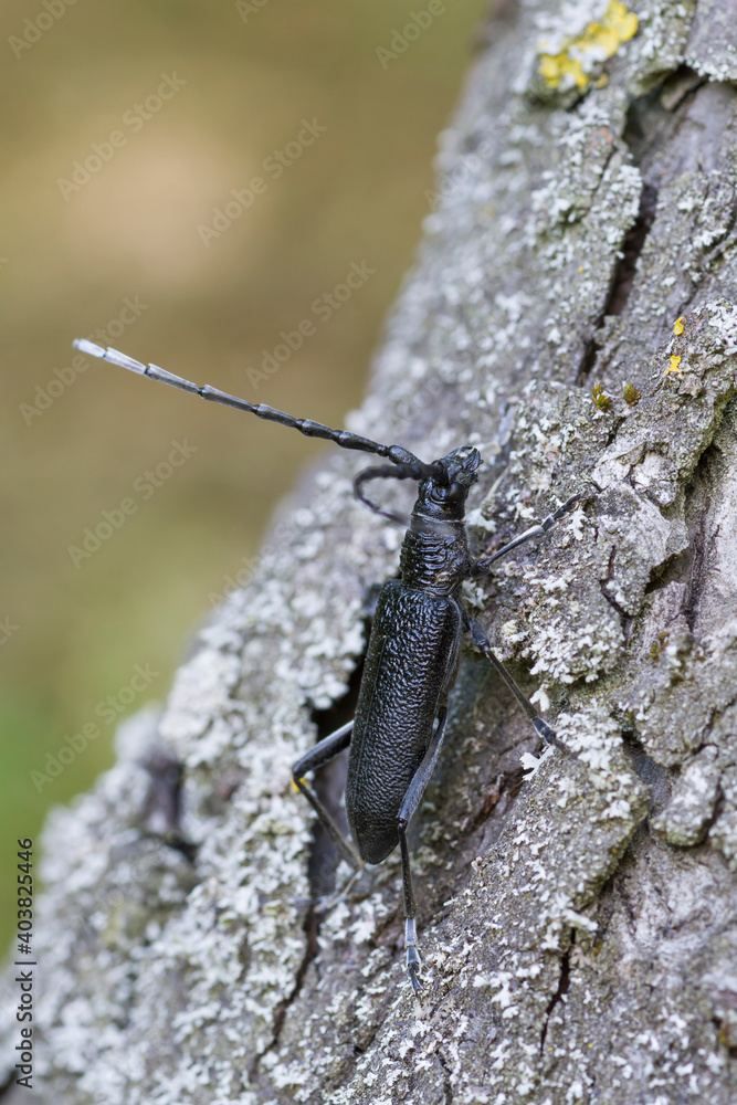 Eikenboktor, Capricorn Beetle, Cerambyx scopolii