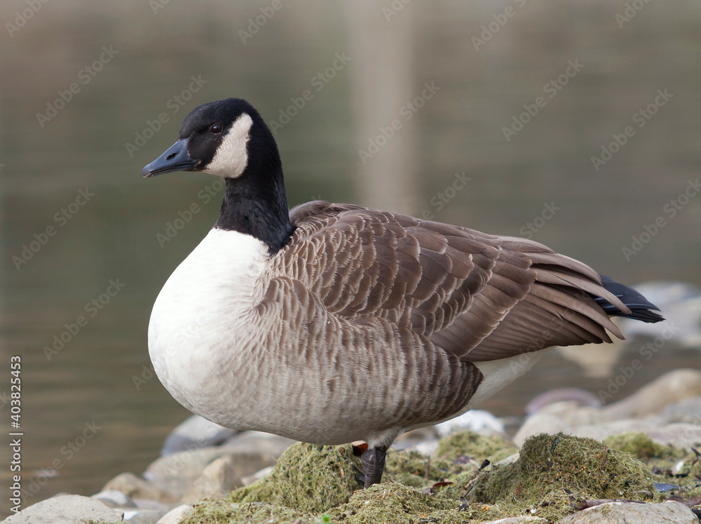 Grote Canadese Gans, Greater Canada Goose, Branta canadensis canadensis Grote Canadese Gans, Greater Canada Goose, Branta canadensis canadensis