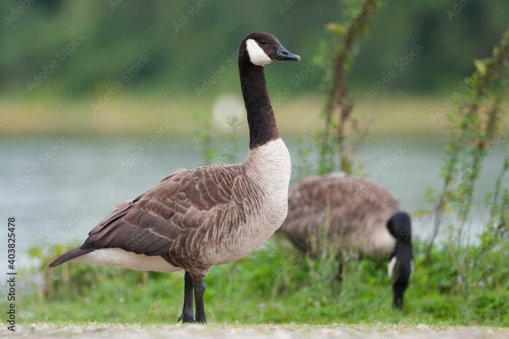 Grote Canadese Gans, Greater Canada Goose, Branta canadensis canadensis